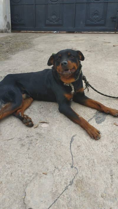 rottweiler for sale
