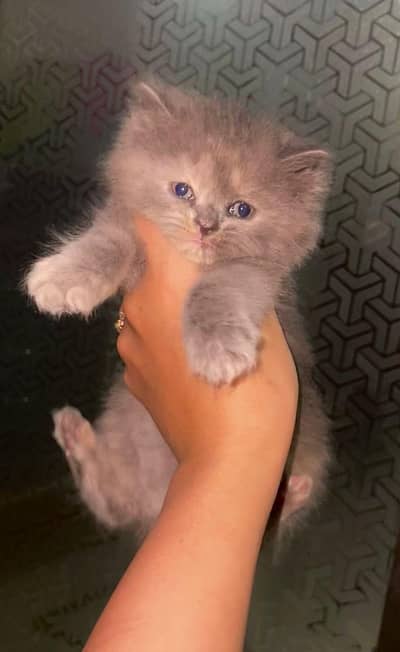 Persian kittens cute fluffy double coat