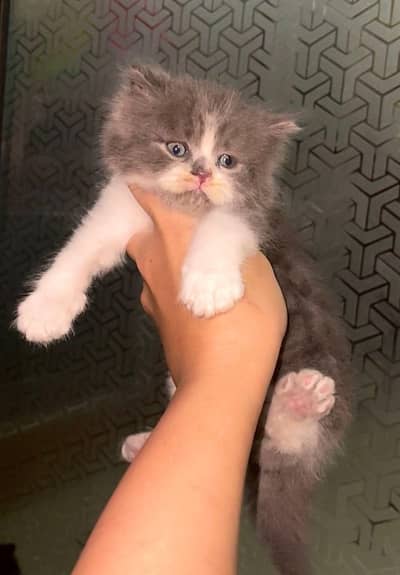 Persian kittens cute fluffy double coat