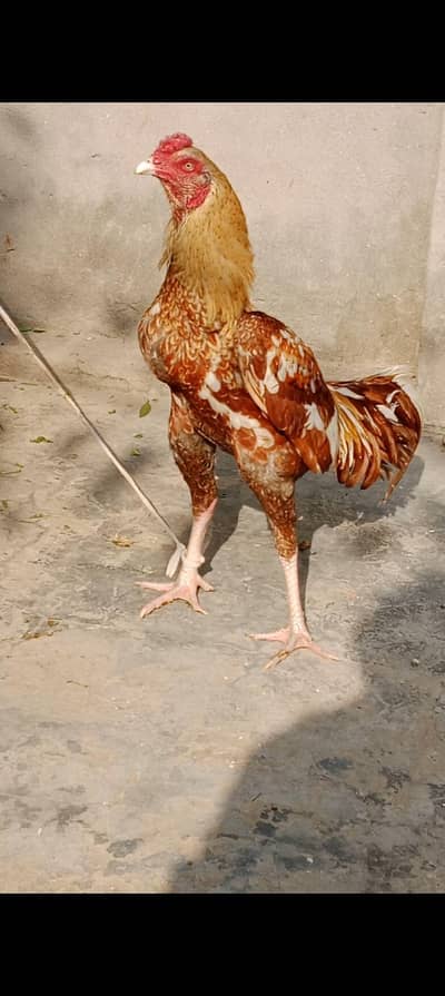 Mianwali peela jawa shyamu cross lakha khad dumba for sale pure aseel