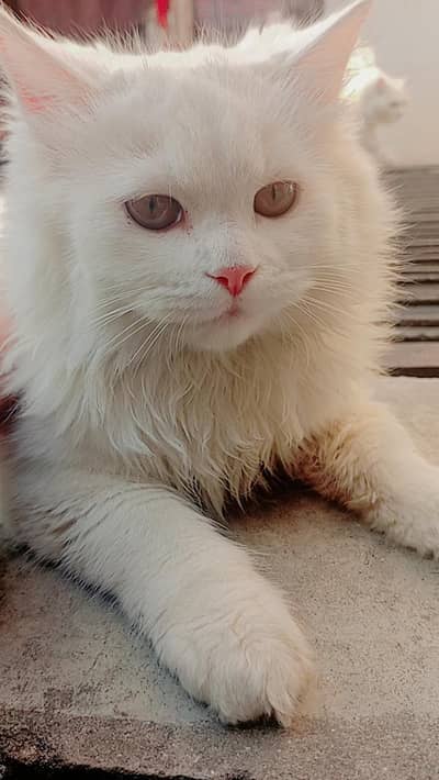 Persian cat for sale