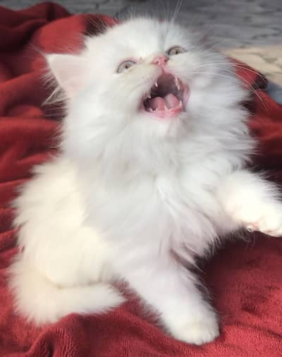 White persian triple coated kittens for sale 0/3/0/1/4/7/3/3/7/8/6