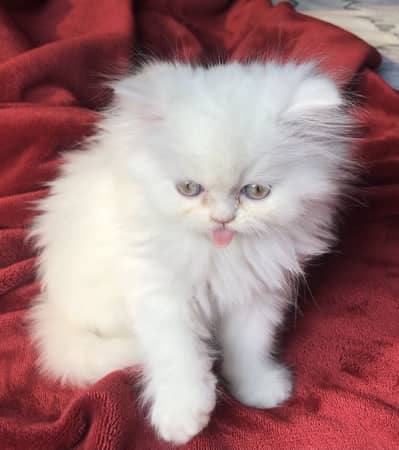 White persian triple coated kittens for sale 0/3/0/1/4/7/3/3/7/8/6