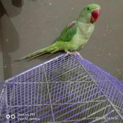 Indian Raw Parrot's jumbo size even kids