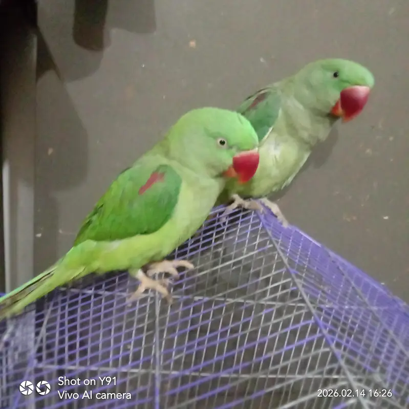Indian Raw Parrot's jumbo size even kids — photo 2