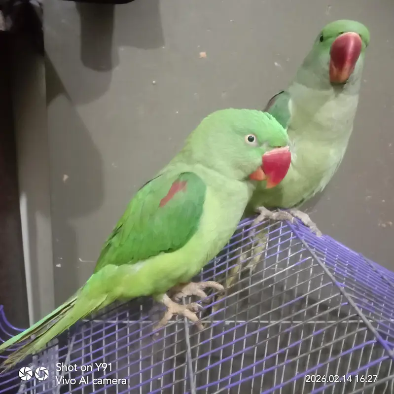 Indian Raw Parrot's jumbo size even kids — photo 3