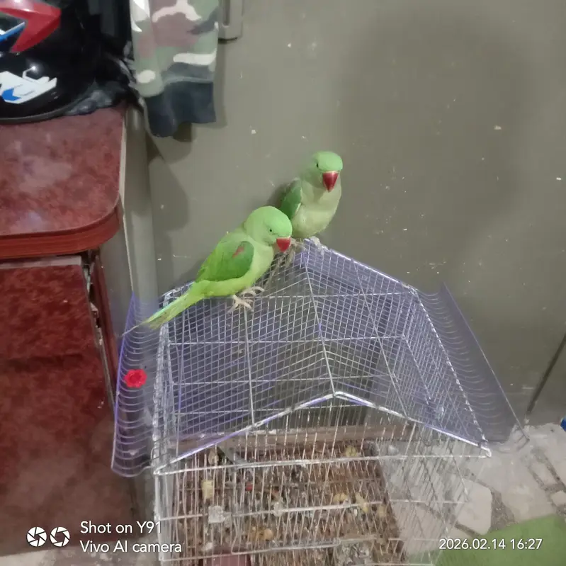 Indian Raw Parrot's jumbo size even kids — photo 4