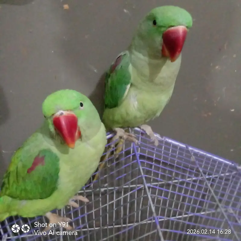 Indian Raw Parrot's jumbo size even kids — photo 5