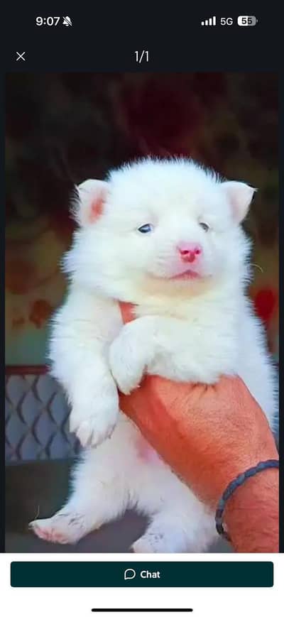 Russian puppies 03111968618