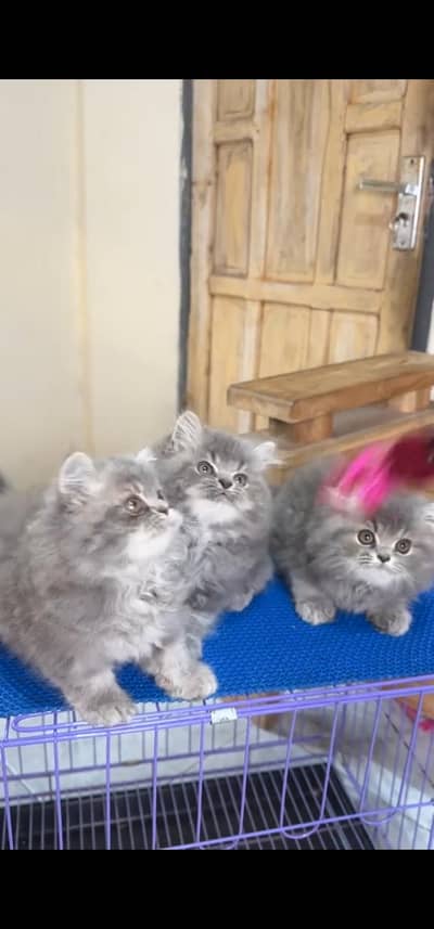 Pure Persian kitten male female Mor WhatsApp 03094016734