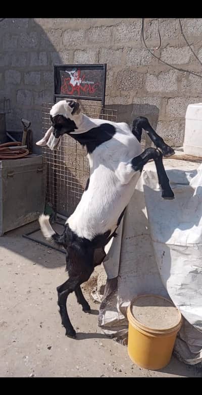 tajan pori Bakra  and chamba barbari 0 size