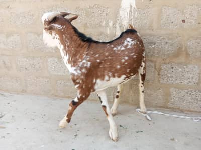 chamba barbari 0 size