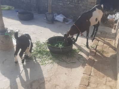 Goat with male 03455605269 whatsapp num