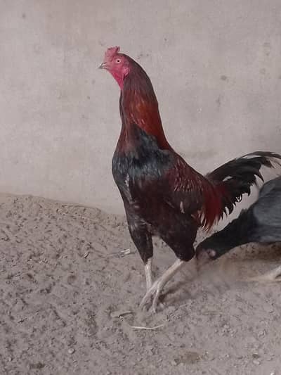 beautiful hen set  urgent sale