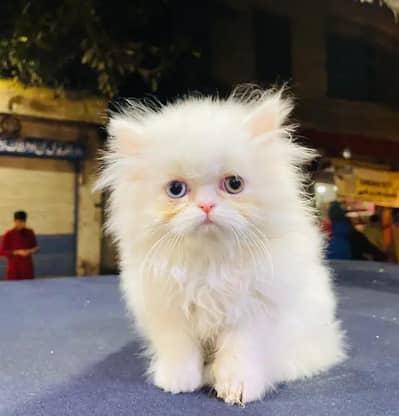 Persian cat for sale my WhatsApp number  0324-12-95-120