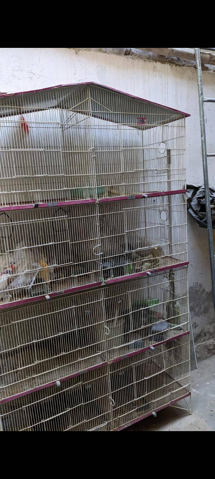 fawn java and cage 2