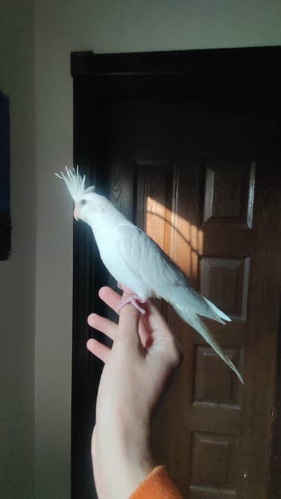 Mashallah Eno red eyes fully handtame cockatiels  proper self pcs