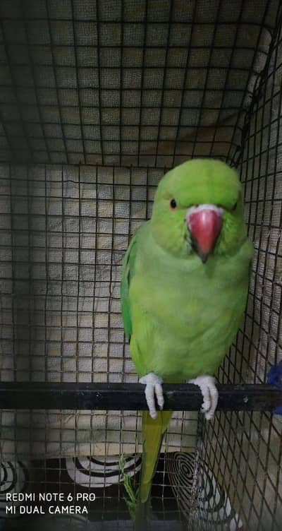 Female Green parrot