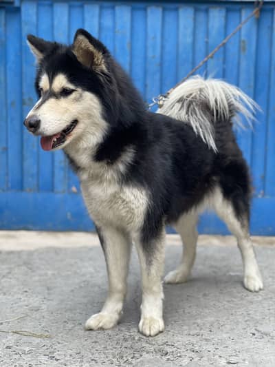 Siberian husky female