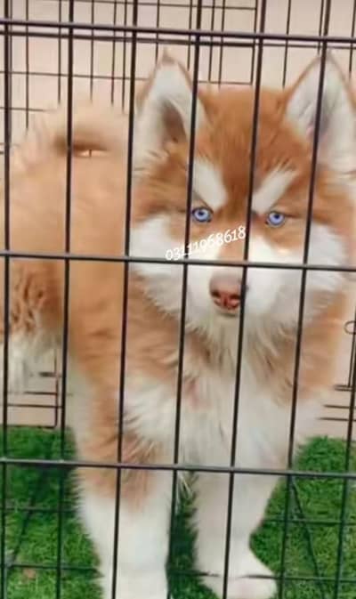 husky puppies 03111968618