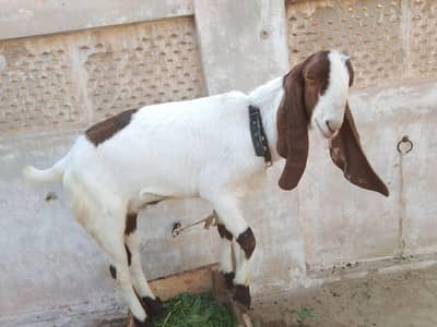 khasi Bakra for qurbani