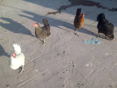 Eggs Laying Hens Desi