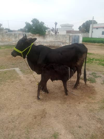 gay for sale nichy wacha 03325054687