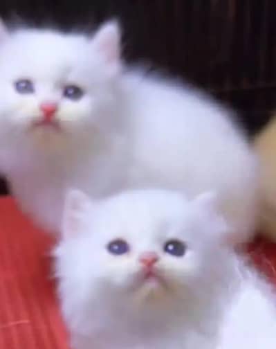 Persian cat for sale my WhatsApp number  0324-12-95-120