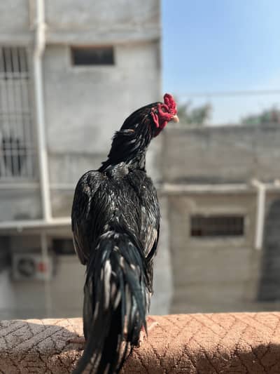 Mianwali Mushka Aseel Lasani - 03130208170 - Urgent Sale