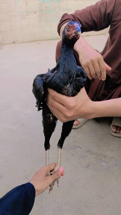 Gamer pathi guaranteed