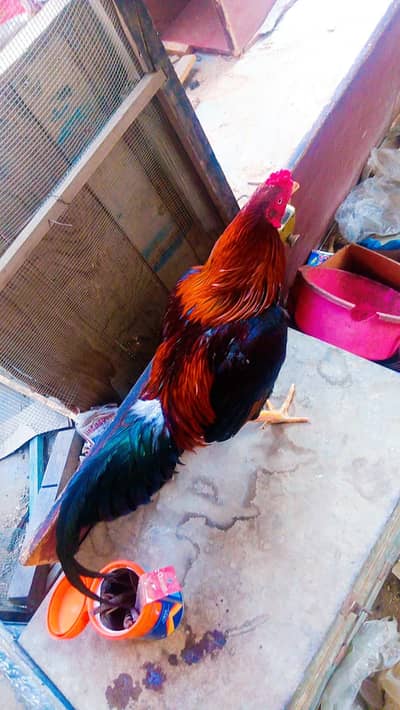 Assalam o Ali kum As eel murgha for sale WhatsApp 03100128288