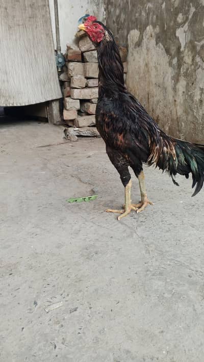 thai aseel 03297593190