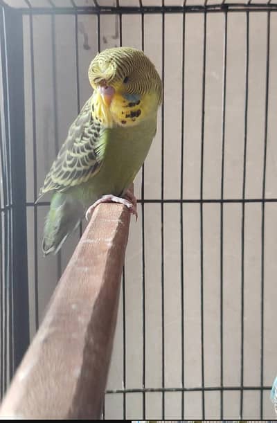 hogoromo/exhibition pathy for sale