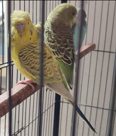 TCB backfrill male for sale