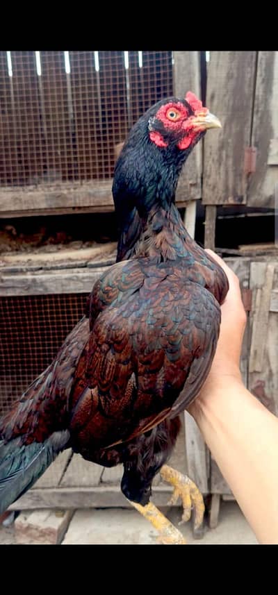 Blue Ring Master Blood Line Mian Wali  Aseel Pair