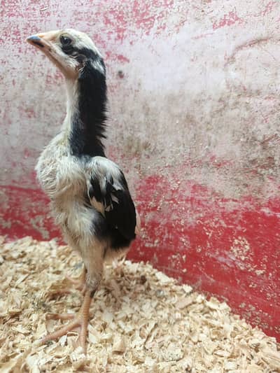 BLACK O SHAMO CHICKS