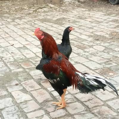 high quality aseel pair available