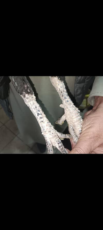 Top class jet black aseel madi