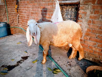 goat kajala