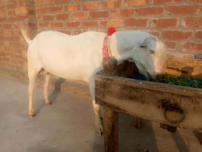 white barbari Bakra 03034062599