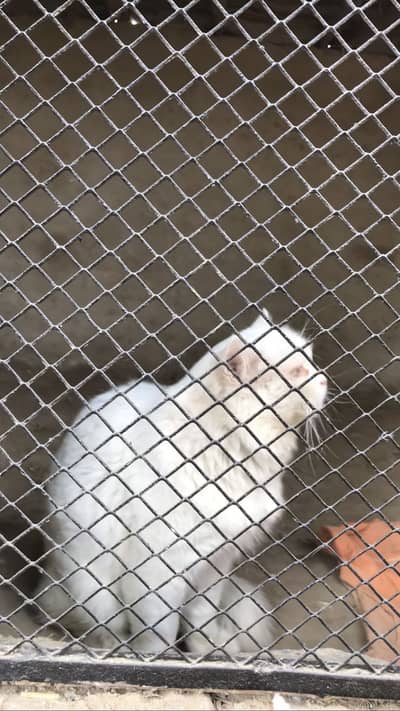 Persian cat for sale pure breed