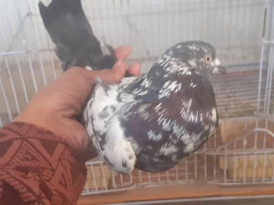 Sebay wala chena high flyer performer kabuter