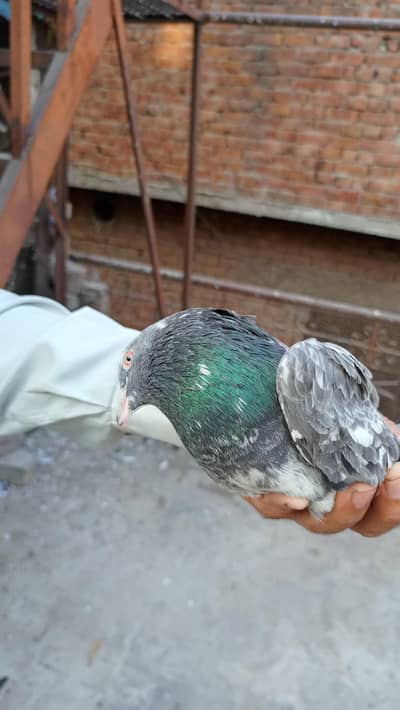 pigeons nasi bazi waly