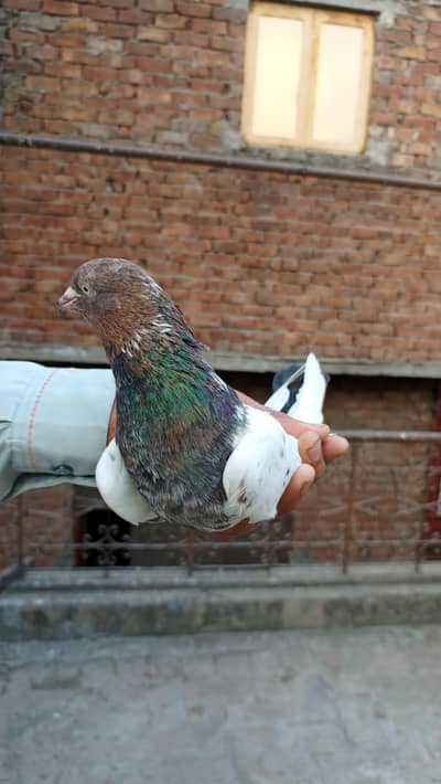 pigeons nasi bazi waly