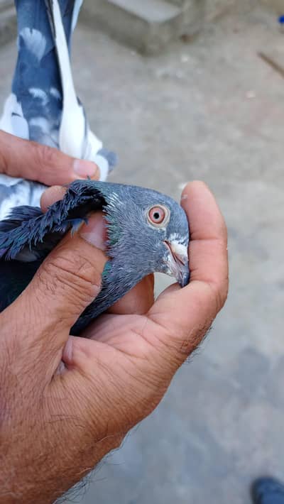 pigeons nasi bazi waly