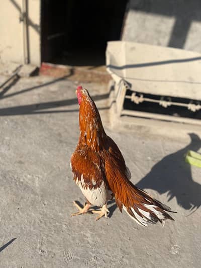 Peela Aseel For Sale/Exchange Possible with Polish breed
