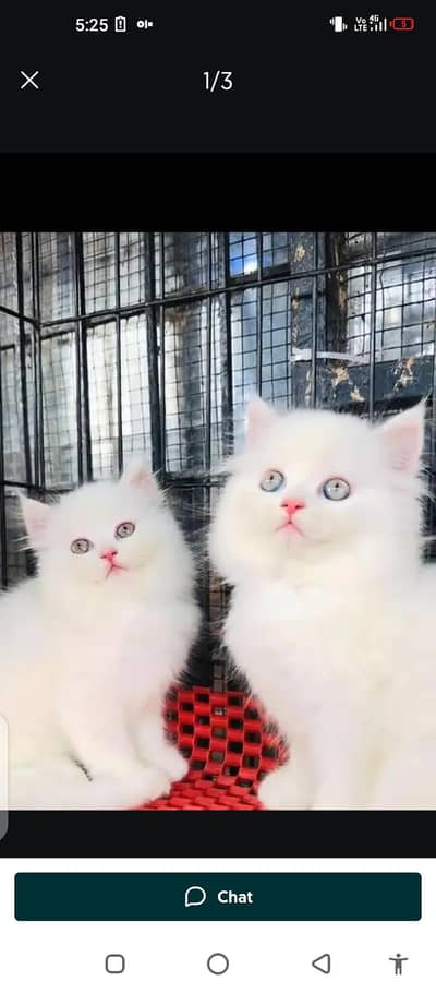 Persian cat for sale male or female my WhatsApp number 03079330944