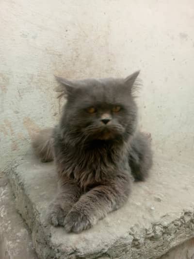 Persian Billa for sell