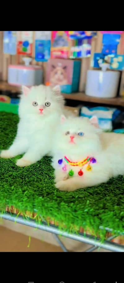 Persian cat for sale male or female my WhatsApp number 03079330944