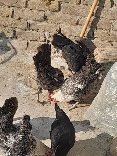 Pure Desi Fertile Eggs(03115236842)